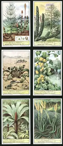 6 Sammelbilder Liebig, Serie Nr. 1693: Plantes issues de la Prehistoire, Lycopodium, Cycas, Ginkgo biloba, Araucaria