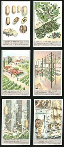 6 Sammelbilder Liebig, Serie Nr. 1370: L`Elevage du ver a Soie, Le Dévidage des Cocons, De la Chenille au Cocon