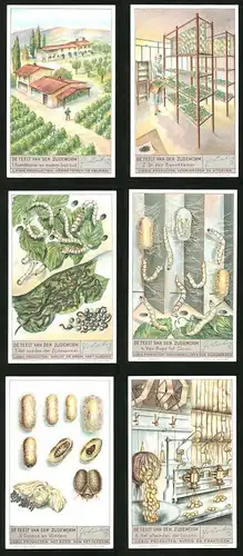 6 Sammelbilder Liebig, Serie Nr. 1370: De Teelt van den Zijdeworm, Het afwinden der Cocons, Cocons en Vlinders