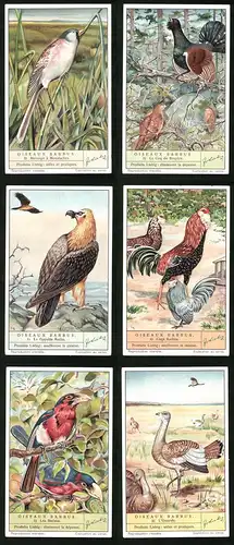 6 Sammelbilder Liebig, Serie Nr. 1408: Oiseaux Barbus, L`Outarde, Les Barbus, Coqs Barbus, Le Gypaéte Barbu