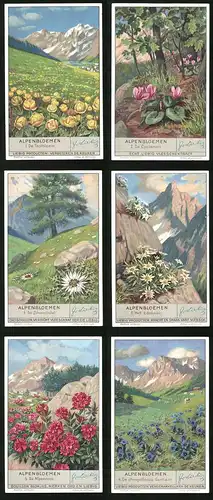 6 Sammelbilder Liebig, Serie Nr. 1335: Alpenbloemen, De stengellooze Gentiaan, De Alpenroos, Het Edelweiss
