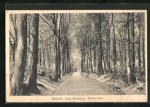 AK Rheydt, Städt. Kaiserpark, Buchen-Allee