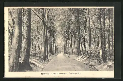 AK Rheydt, Städt. Kaiserpark, Buchen-Allee