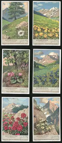 6 Sammelbilder Liebig, Serie Nr. 1335: Alpenbloemen, Het Edelweis, De Alpenroos, De Cyclamen, De Trolbloem