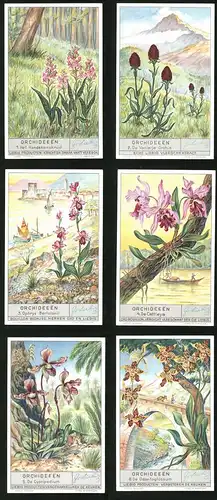 6 Sammelbilder Liebig, Serie Nr. 1362: Orchideeën, De Odontoglossum, De Cyprideium, De Cattleya, De Vanielje Orchis
