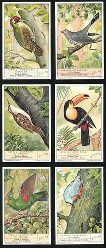 6 Sammelbilder Liebig, Serie Nr. 1365: Oiseaux Grimpeurs, La Sittelle, Le Perroquet, Le Toucan, Le Grimpereau