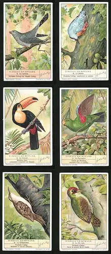 6 Sammelbilder Liebig, Serie Nr. 1365: Oiseaux Grimpeurs, Le Pic vert, Le Grimpereau, Le Perroquet, Le Toucan