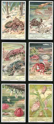 6 Sammelbilder Liebig, Serie Nr. 1373: Les Crustaces, Daphines et Cyclopes, Anatife et Balane, Le Bernard l`Ermite