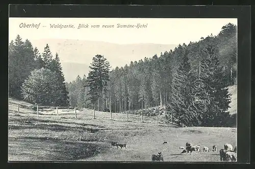 AK Oberhof, Blick vom neuen Domäne-Hotel, Waldpartie