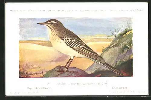 Künstler-AK Hubert Dupond: Duinpieper, Anthus campestris campestis