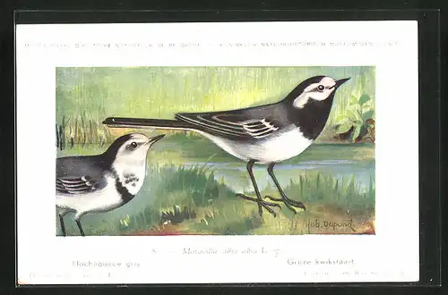 Künstler-AK Hubert Dupond: Hochequeue, Motacilla alba alba