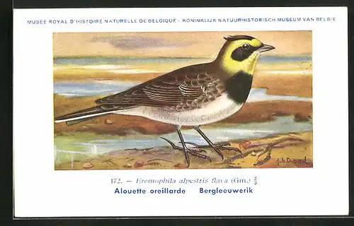 Künstler-AK Hubert Dupond: Alouette oreillarde, Eremophila alpestris flava