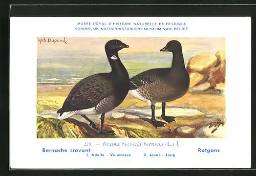 Künstler-AK Hubert Dupond: Bernache cravant, Branta bernicla bernicla