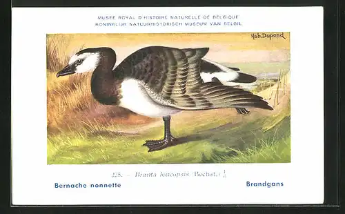 Künstler-AK Hubert Dupond: Bernache nonnette, Branta leucopsis