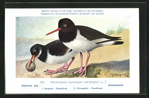 Künstler-AK Hubert Dupond: Huîtrier pie, Haematopus ostralegus ostralegus