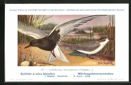 Künstler-AK Hubert Dupond: Guifette à ailes blanches, Chlidonia leucopterus
