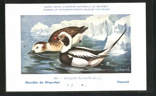 Künstler-AK Hubert Dupond: Harelde de Miquelon, Clangula hyemalis