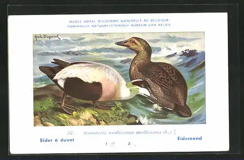 Künstler-AK Hubert Dupond: Eider à duvet, Somateria mollissima mollissima