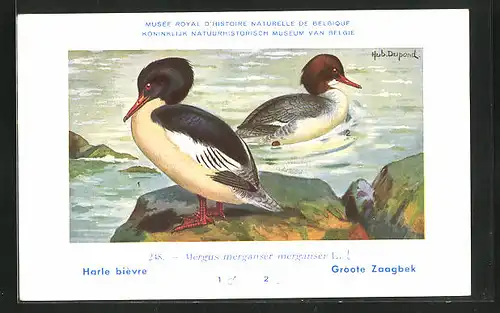 Künstler-AK Hubert Dupond: Harle bièvre, Mergus merganser merganser