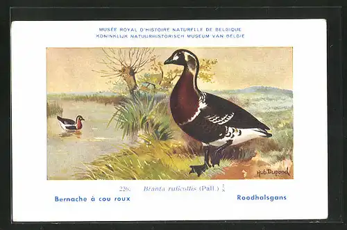 Künstler-AK Hubert Dupond: Bernache à cou roux, Branta ruficollis