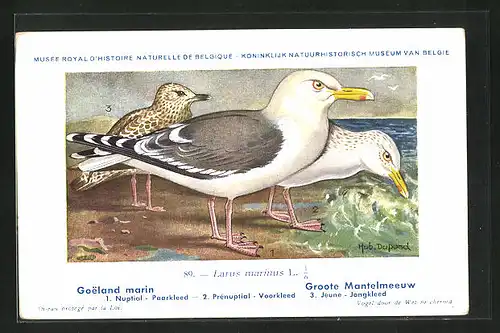 Künstler-AK Hubert Dupond: Goeland marin, Larus marinus