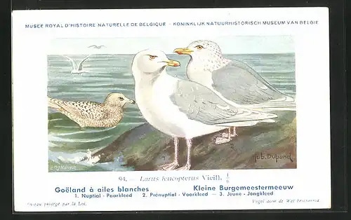 Künstler-AK Hubert Dupond: Goeland à ailes blanches, Larus leucopterus