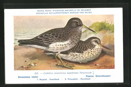 Künstler-AK Hubert Dupond: Bécassaeu violet, Calidris maritima maritima