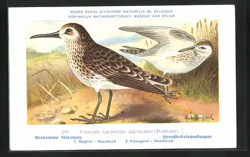 Künstler-AK Hubert Dupond: Bécasseau falcinelle, Limicola falcinellus falcinellus