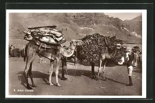 AK Aden, Camels, Kamele als Lastenträger