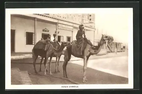 AK Aden, Camels