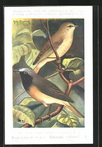 Künstler-AK Hubert Dupond: Vogel der Art Phoenicurus phoenicurus phoenicurus