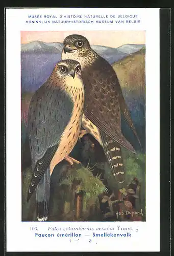 Künstler-AK Hubert Dupond: Vogel der Art Falco columbarius aesalon, Merlin