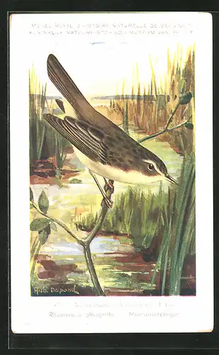 Künstler-AK Hubert Dupond: Vogel der Art Acrocephalus schoenobaenus