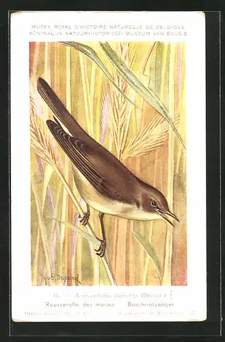 Künstler-AK Hubert Dupond: Vogel der Art Acrocephalus palustris