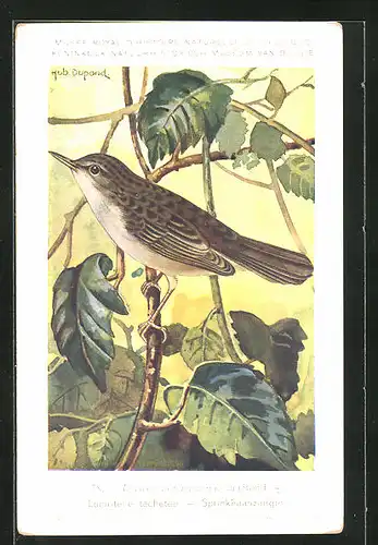 Künstler-AK Hubert Dupond: Vogel der Art Locustella naevia naevia