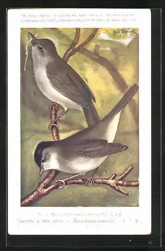 Künstler-AK Hubert Dupond: Vogel der Art Sylvia atricapilla atricapilla