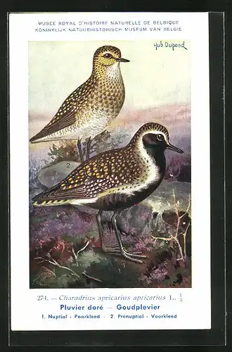 Künstler-AK Hubert Dupond: Vogel der Art Charadrius apricarius apricarius, Männchen und Weibchen