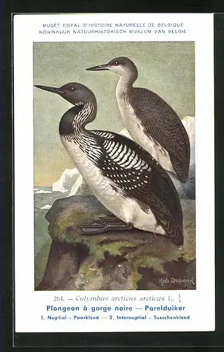 Künstler-AK Hubert Dupond: Vogel der Art Colymbus arcticus arcticus, Männchen und Weibchen
