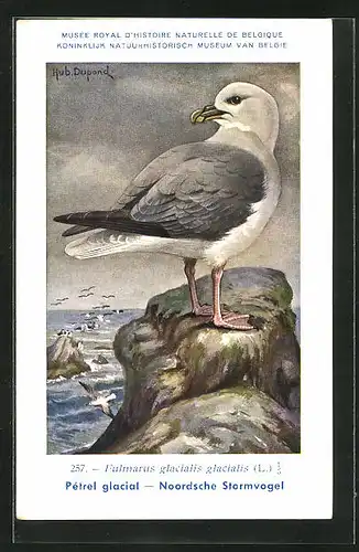 Künstler-AK Hubert Dupond: Vogel der Art Fulmarus glacialis glacialis, Eissturmvogel