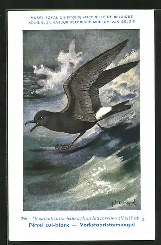 Künstler-AK Hubert Dupond: Vogel der Art Oceanodroma leucorrhoa leucorrhoa