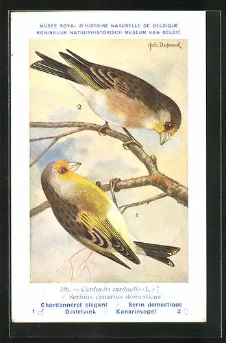 Künstler-AK Hubert Dupond: Vogel der Art Carduelis carduelis x Serinus canarius domesticus, Männchen und Weibchen