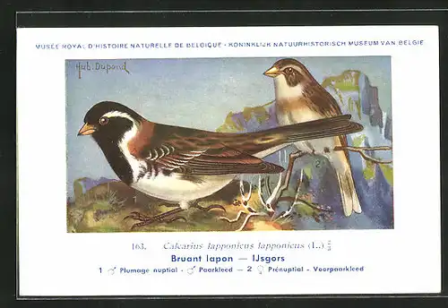 Künstler-AK Hubert Dupond: Vogel der Art Calcarius lapponicus lapponicus, Männchen und Weibchen
