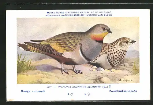 Künstler-AK Hubert Dupond: Vogel der Art Pterocles orientalis orientalis, Männchen und Weibchen