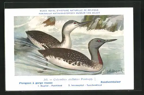 Künstler-AK Hubert Dupond: Vogel der Art Colymbus stellatus Pontopp., Männchen und Weibchen