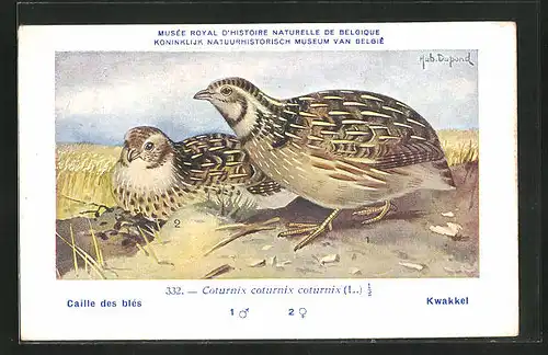 Künstler-AK Hubert Dupond: Vogel der Art Coturnix coturnix coturnix, Männchen und Weibchen