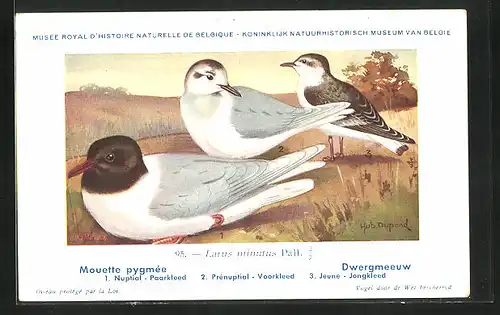 Künstler-AK Hubert Dupond: Vogel der Art Larus minutus Pall., Männchen und Weibchen