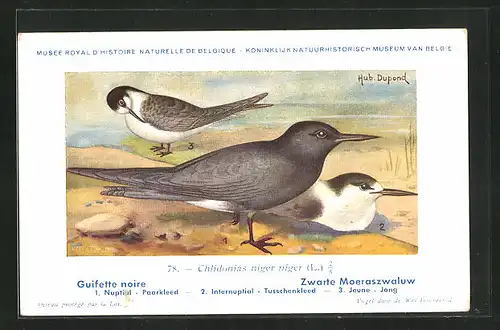 Künstler-AK Hubert Dupond: Vogel der Art Chlidonias niger niger, Männchen und Weibchen