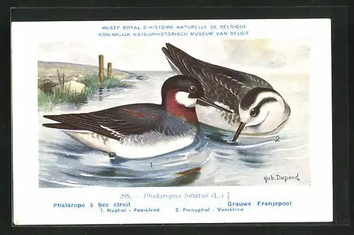 Künstler-AK Hubert Dupond: Vogel der Art Phalaropus lobatus, Männchen und Weibchen