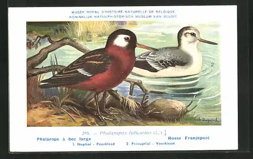 Künstler-AK Hubert Dupond: Vogel der Art Phalaropus fulicarius, Männchen und Weibchen