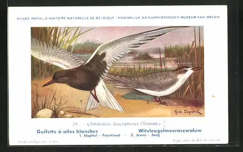 Künstler-AK Hubert Dupond: Vogel der Art Chlidonias leucopterus (Temm.)